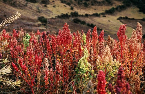 Quinoa (Chenopodium quinoa) en Cachora (Perú), a una altitud de 3.800 metros.