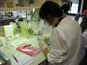 Una de las investigadoras del Bioforge trabaja en el laboratorio ubicado en el Parque Científico.