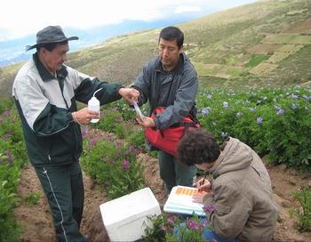 La Universidad Cayetano Heredia desarrolla estudios para obtener papas resistentes a la sequía (FOTO: Concytec).