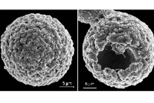 Biólogos da UA descobrem nova espécie de microalga. FOTO: UA.