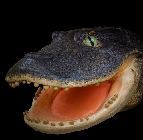 Reconstrucción de la cabeza de ‘Gnatusuchus pebasensis’, cocodrilo de 13 millones de años y hocico en forma de pala hallado en la Amazonia peruana. © Aldo Benites-Palomino.