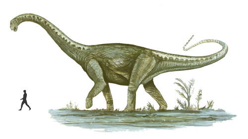 Recreación del tamaño del nuevo dinosaurio en comparación con un humano. FOTO: CONICET