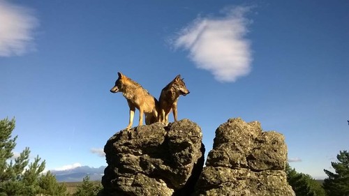 Pareja de lobos ibéricos sobre una roca/ Foto: Carlos Sanz.