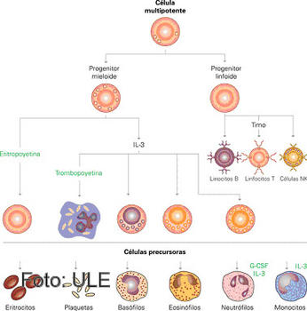 Esquema que muestra el proceso de Eritropoyesis, la formación de glóbulos rojos.