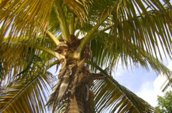Palmera dominicana (FOTO: IDIAF).