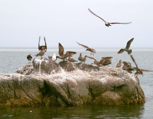 Aves marinas en el Mar de Cortés, en Baja California. Foto: AMC
