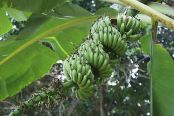 Banano (Fotografía: INIAP)