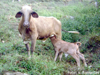 Un adecuado manejo de los potreros y aguas residuales contribuye a prevenir las infecciones parasitarias gastrointestinales en los bovinos y sus crías (FOTO: UNA).