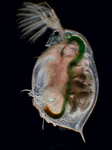 Daphnia magna, una pulga de agua que ha sido estudiada/Joachim Mergeay