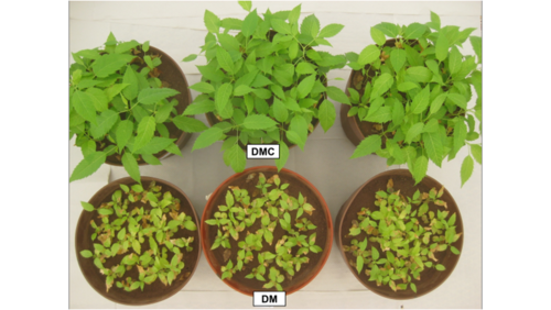 Fig. 3 Plantas de T. stans creciendo en desechos mineros, DM (abajo), y DM con composta, DMC (arriba).