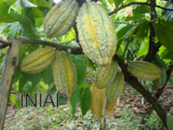 Cacao de alta productividad en Ecuador