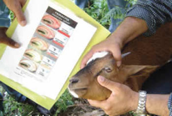 Método para la prevención de parásitos en ovinos y caprinos (FOTO: Idiaf).