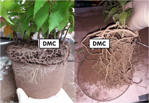Fig 4 Plantas de T. stans cultivadas en DM con composta, donde se aprecian las raíces vigorosas y en gran cantidad, así como las numerosas hojas con el tamaño de las hojas normales.  