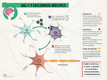 Esquema que explica la relación entre GAL-1 y esclerosis múltiple (FOTO: Conicet).