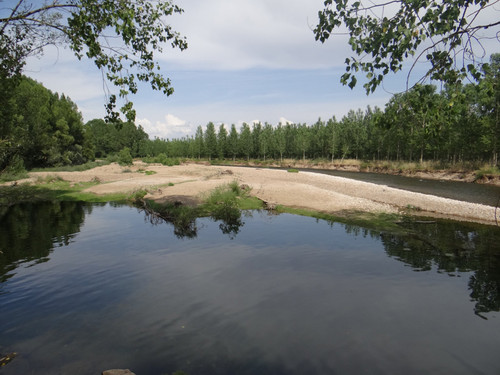 Regeneración de la vegetación riparia en una barra de gravas en el río Órbigo en 2016, cuatro años después de la restauración llevada a cabo en el año 2011-2012/UCAV