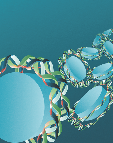 La molécula de ADN, formada por una doble hélice, rodea dos veces las histonas formando los nucleosomas. Las zonas rosadas son las que están enriquecidas por pares de bases de Adenina/Timina_Iris Joval Granollers