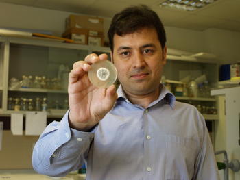 El principal autor de la identificación y caracterización del proteoma y del secretoma de 'Penicillium chrysogenum', Saeid Jami, muestra una placa con este hongo en un laboratorio del Inbiotec.