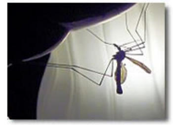 Insecto transmisor del dengue (FOTO: Maloka).