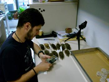 Un científico mide los ejemplares de desmán ibérico conservados en el Museo Nacional de Ciencias Naturales. Foto: Pablo García.