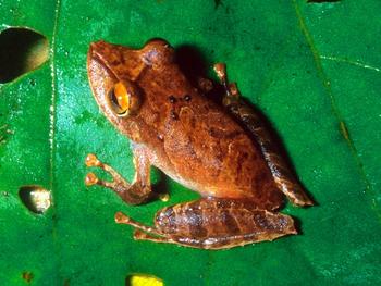 Pristimantis educatoris, nueva especie de rana recolectada en el Parque Nacional Omar Torrijos de Panamá. (Foto: Andrew Crawford)