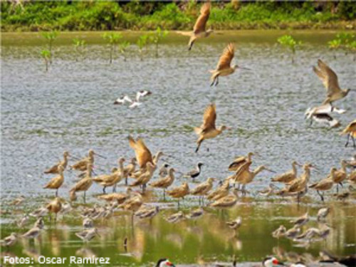 Cientos de aves playeras se congregan en las camaroneras de Punta Morales y Chomes en Puntarenas. FOTO: UNA.