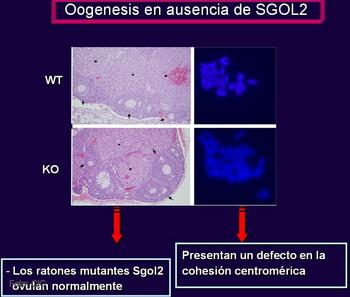 Imágenes microscópicas sobre las diferencias entre los ratones deficientes en el gen que codifica la proteína Shugoshina-2.