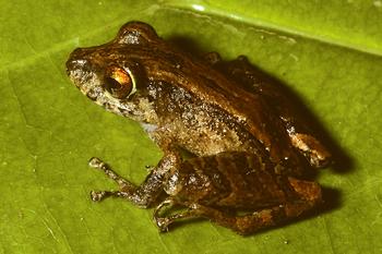Pristimantis adnus, nueva especie de rana recolectada en la provincia de Darién, al este de Panamá. (Foto: Andrew Crawford)