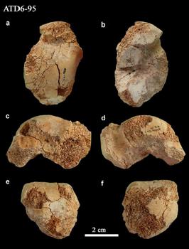 Fósiles de huesos del pie de ‘Homo antecessor’ hallados en Atapuerca (Foto cedida por el equipo de investigación).