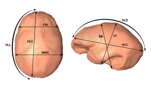 Morfología cerebral de Homo erectus. FOTO: CENIEH.
