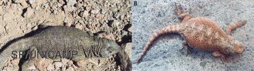 Phymaturus aguedae, nueva especie de lagarto descrita en Chile.