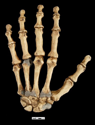 Reconstrucción de la mano izquierda de un neandertal realizada a partir de fósiles hallados en diferentes yacimientos de Paleolítico medio - Carlos Lorenzo/IPHES.