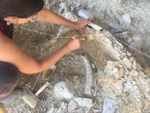 Detalle de la excavación de un hueso de una extremidad de mamut encontrado este mes en el Barranc de la Boella. Foto: IPHES