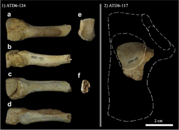 Fragmentos de hueso del pie hallados en el nivel TD6 del yacimiento de la Gran Dolina (Foto cedida por el equipo de investigación).