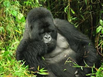 Gorila (FOTO: MEH).