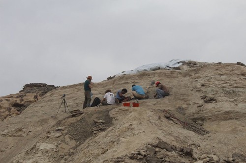 Excavation in Eritrea.  Photo: IPHES.