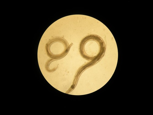 Vista al microscopio del gusano Aspiculuris, un parásito intestinal, presente en ratones, similar a los oxiuros humanos. Imagen: UGR.