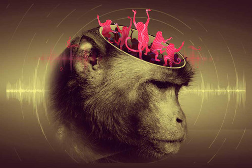 Investigación del INb de la UNAM tiene gran impacto en cuanto al conocimiento de cómo los primates procesan la información a través de algunas regiones cerebrales cuando escuchan un sonido.