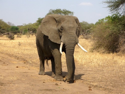 Elefante africano. Foto: ajoheyho/Pixabay.