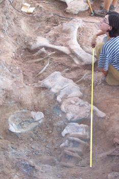 Restos encontrados en los yacimientos de Salas de los Infantes (Foto: Colectivo Paleontológico de Salas)