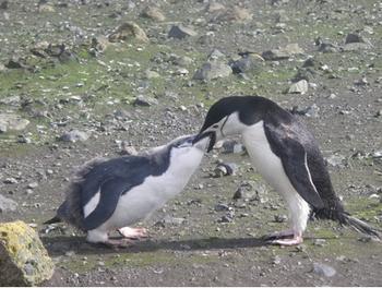Pingüino barbijo alimentando a su cría. Foto: Andrés Barbosa.