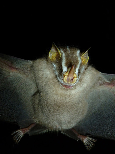 Colombia es el segundo país del planeta más rico en murciélagos, con alrededor de 200 especies, después de Indonesia. FOTO: UN