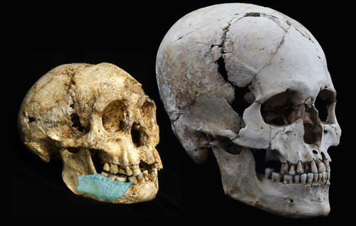 H. floresiensis. Imagen: CENIEH.