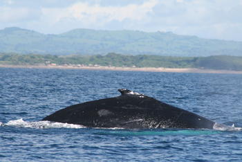 El lomo de una ballena jorobada se asoma en las aguas de Isla Iguana en Pedasí, Panamá. (Foto: José Julio Casas)