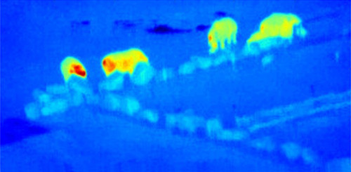 Manada de rinocerontes tomada con un dron. Créditos: S. Wich, A.Goodwin (Remoteinsights), J. Crampton, M. Rashman, M. J. Ovelar, S. Longmore.