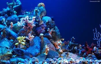 Ecosistema del fondo del mar amenazado.