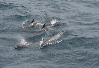 Grupo de delfines manchados en el Golfo de Chiriquí, Panamá. (Foto: José Julio Casas)