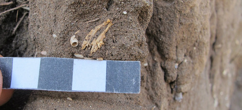 Huesos antiguos de ratón hallados en un yacimiento fosilífero de Ponta de São Lourenço. FOTO: CSIC.