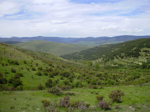 Repoblación forestal de pino laricio y pino carrasco en Valdeprado y Cerbón (Soria).