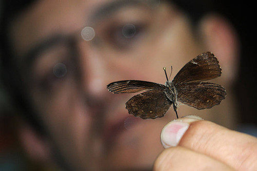 Mariposa del género de las Megaleas. FOTO: UN.