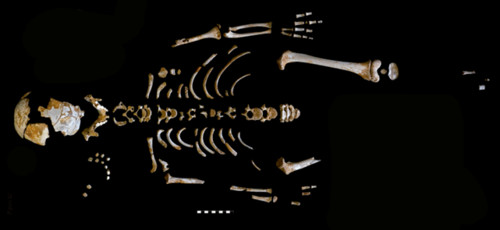      Esqueleto del niño neandertal. / Grupo de Paleoantropología MNCN-CSIC.